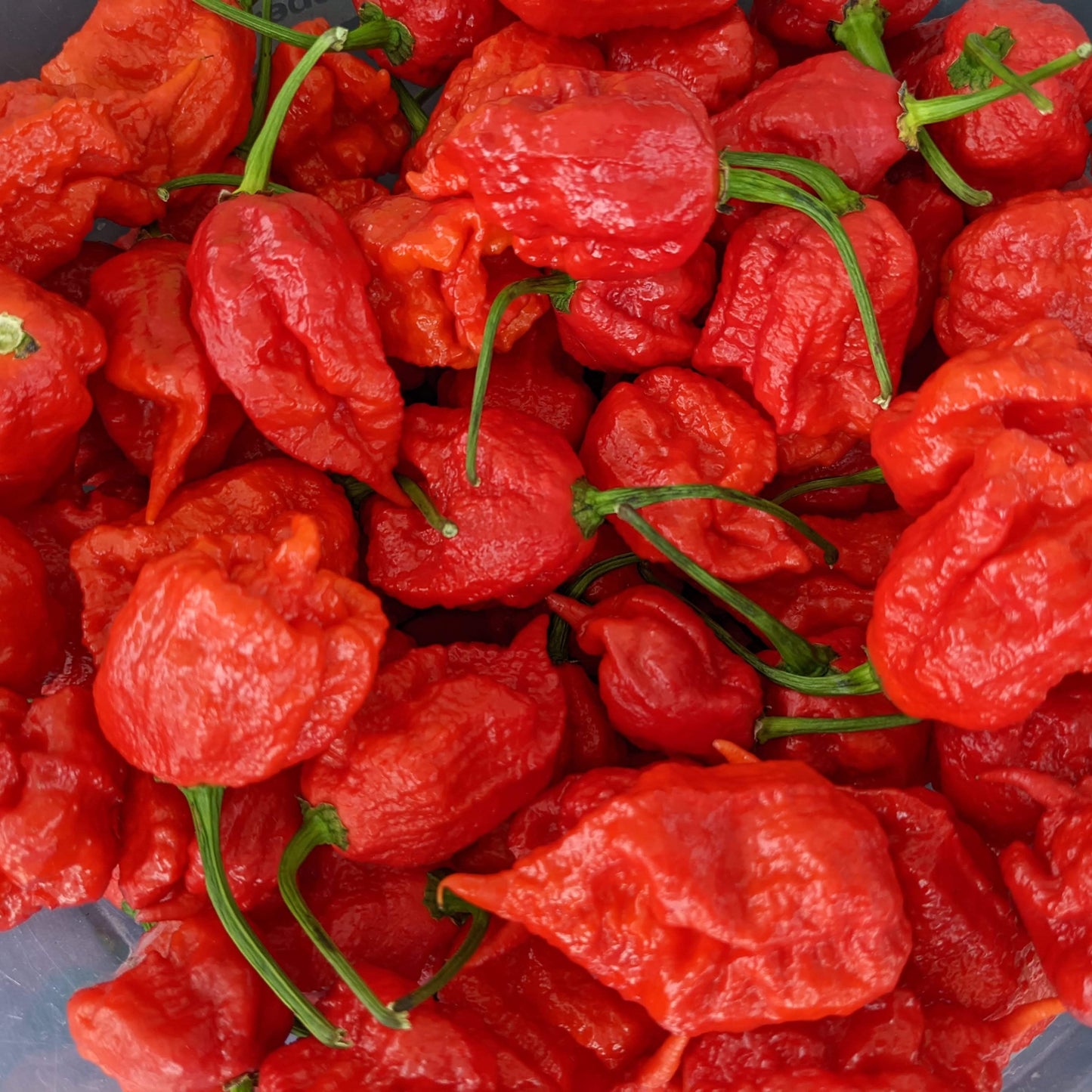 Super-hots + shipping 🔥