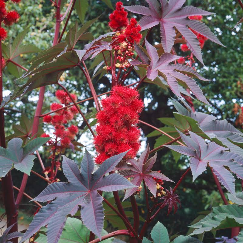 Castor Bean seeds, 10 pack