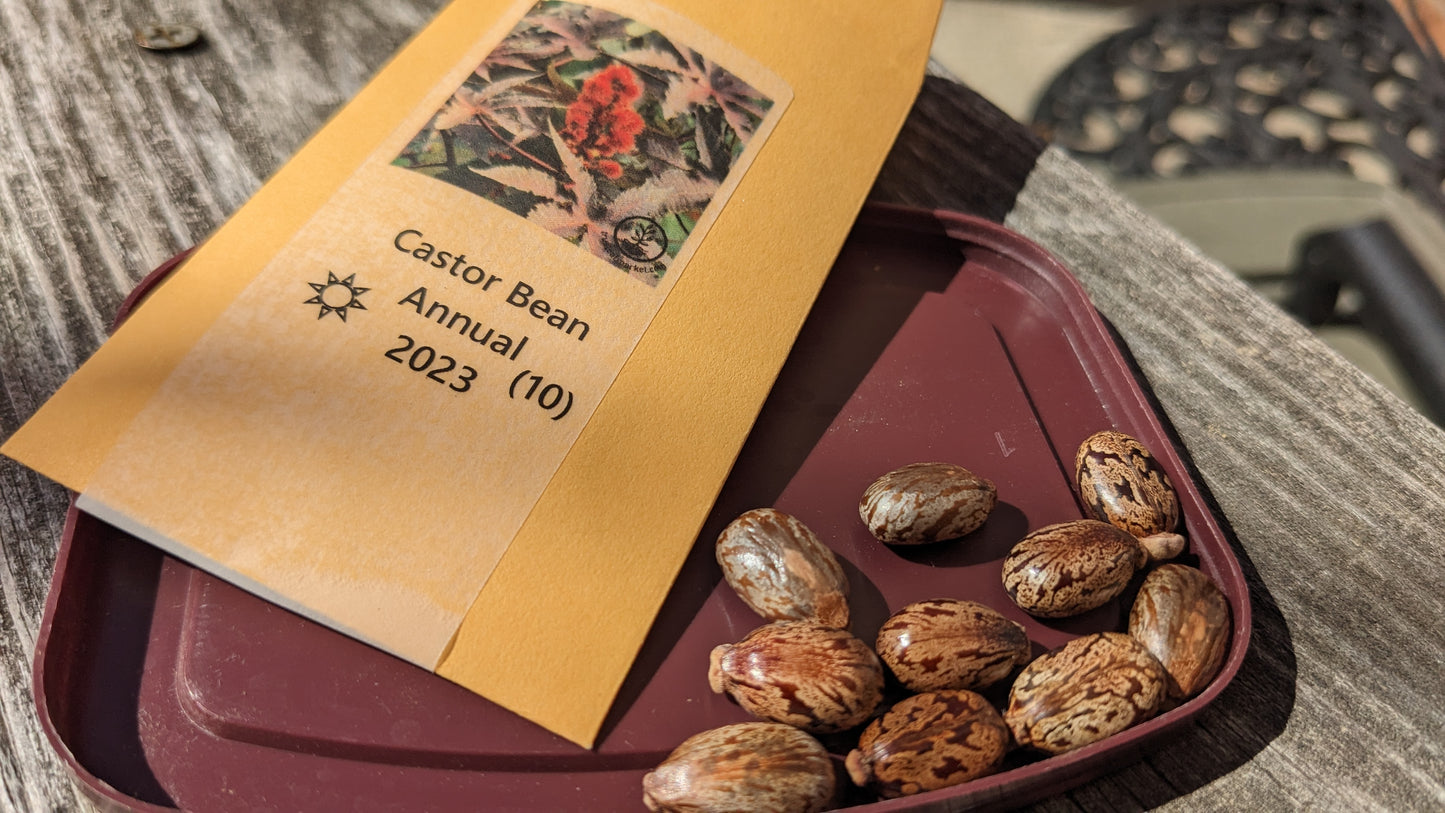 Castor Bean seeds, 10 pack